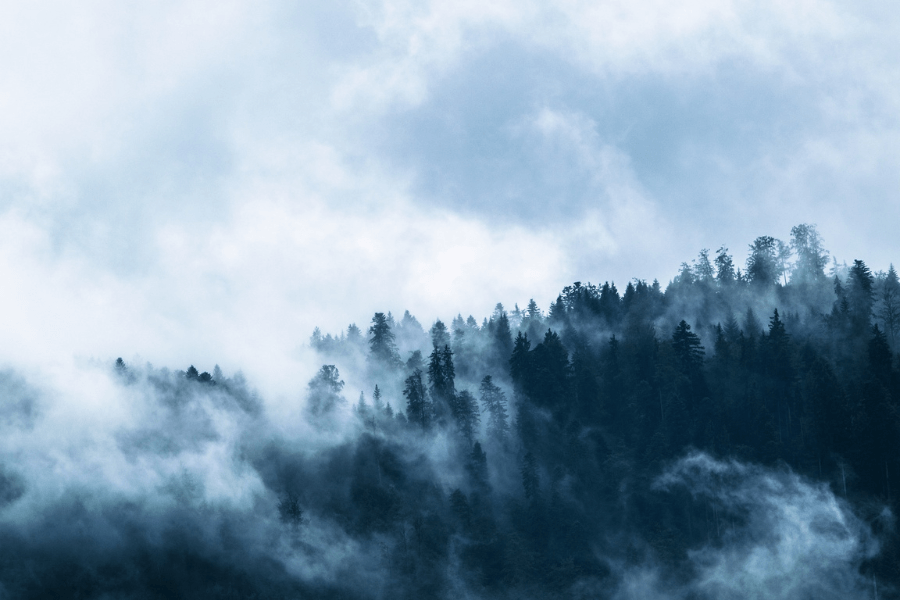 Nature in the mist. Source: https://pixabay.com/cs/photos/mlha-les-jehli%C4%8Dnany-stromy-1535201/