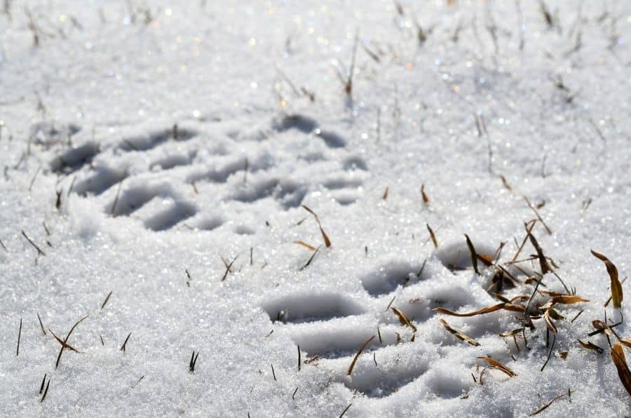 Stopa podrážky zachytená v snehu
